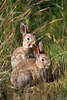 Wildkaninchen Paar Naturporträt Kaninchen - Oryctolagus cuniculus beim Sonnenbad in Natur