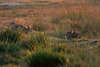 0368_ Wildkaninchen wildlife Tierfoto in Moor-Gräser bei Sonnenaufgang