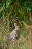 0531_ Wildkaninchen wildlife Naturbild Jungtier in Gras Blätter sonnen