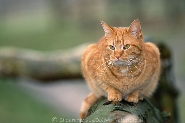 Braune Katze Tierfoto witternd lauern auf Gelnder Portrait in Natur sitzen
