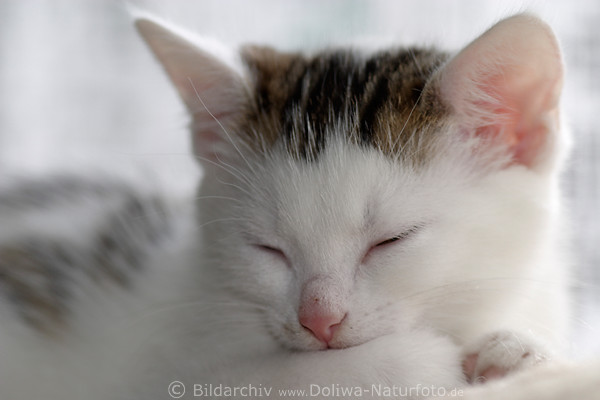 Weisse Ktzchen Tierfotografie im Schlaf ssse Schnauze Nase Miezekatze