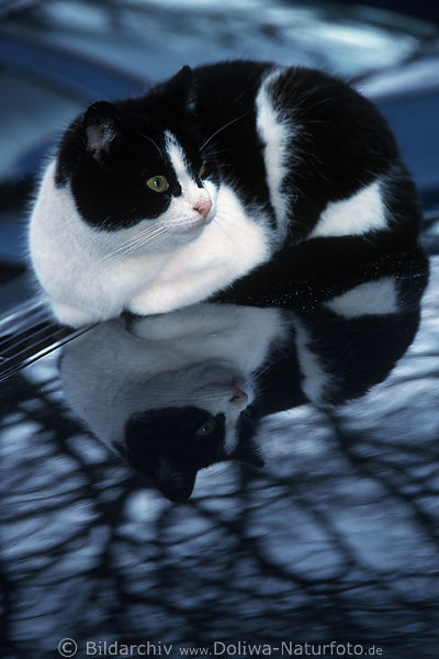 Schwarzweiss Katze Bild auf Auto warmen Motorhaube liegend ssser Kuscheltier Spiegelung