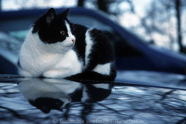 Autokatzen Tierportrts auf Motorhaube Spiegelung in Lackglanz dunkelblau