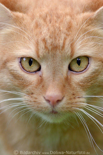 Katzenmaul Grosbild Nase+Augen Schnurrbart Schnauze in Braunfell