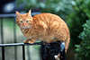 2302_Gartenkatze Tierfoto sitzen auf Geländer hellbraun Bild im Grüngarten
