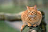 2305_Braune Katze Tierfoto witternd lauern auf Geländer Portrait in Natur sitzen