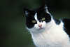 2309_ Kätzlein-Schnute Tierporträt Naturfoto schwarz-weiß Katze Kopf mit Schnurrbart