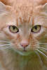 Katzenmaul Grosbild Nase+Augen Schnurrbart Schnauze in Braunfell