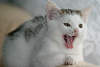 47663_ Kätzchen gähnen lange Zunge Bild niedliche Schnauze weisses Tierbaby Fotoporträt