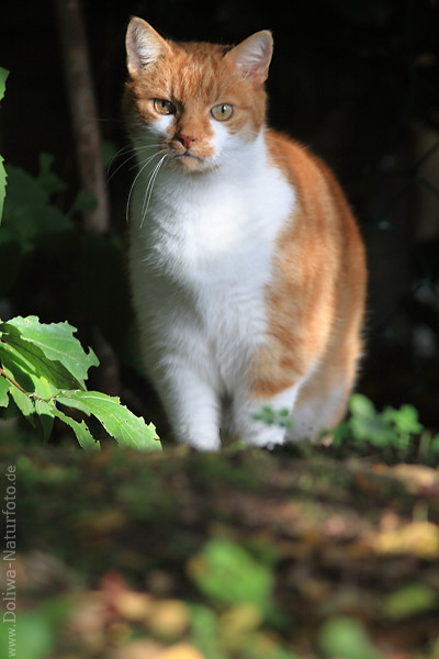 Katze weiss-braun Grossfoto Tierportrait in Natur Grnbltter