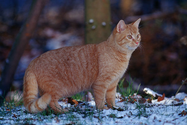 Katze am Parkrand im Schnee Haustier Kater braun stehend im Gras Bild jagend
