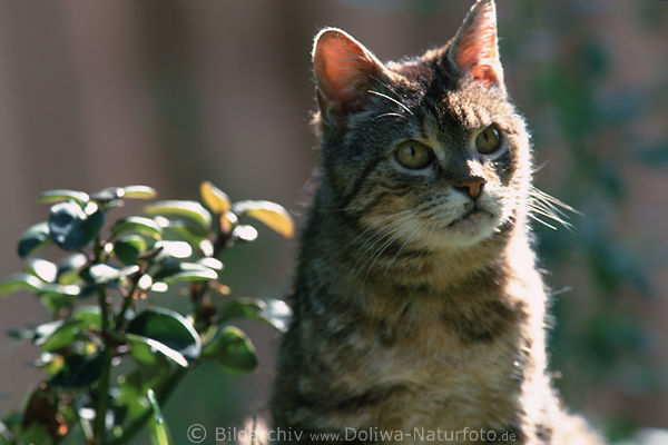 Graukatze, scheues Tier Bild im Seitenlicht an Pflanze, Tierfoto im Garten sitzend