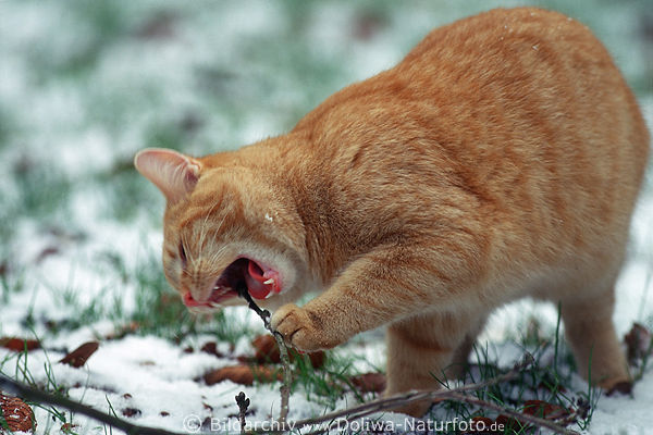 Katzenzhne beien Holzstock in Schnee Aktionbild