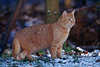 0170_Katze am Parkrand im ersten Schnee Foto, Haustier, Kater braun stehend im Gras Bild jagend