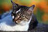 KatzenSchnauze Ohren Kopfportrait Foto Auge blickt ins Kamera liegend