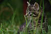 Tierkind süsses Kätzchen im Gras auf Wiese niedliches Katzenkind Porträt