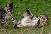 57703_ Katzenpaar Ringspiele Katzenfoto, Katzenkämpfe auf Wiese, Katzenspiele Foto, Katzenkämpfe Tierbild
