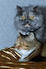Kuschelndes KatzenPaar in Bett Tierfoto persische Katzenmutter mit Mischlingstochter
