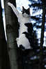 0477_Katze Tierbild klettern am Baum mit Krallen hoch geklammert am Baumstamm sitzen geflüchtet vor Hund