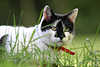 Katzenkater beim Anschleichen hinter Gras Jagdbild