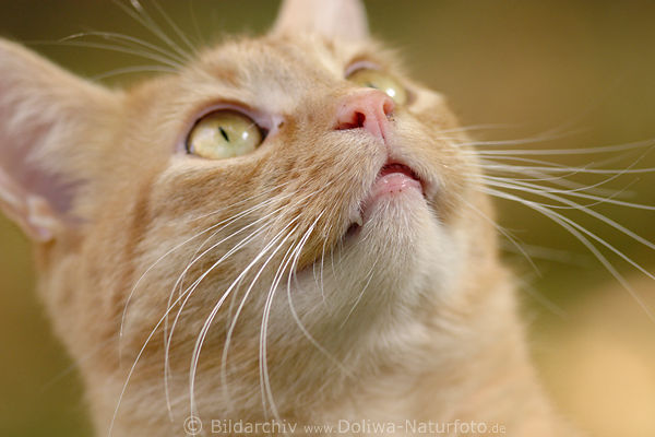 Miezekatze Maul süsse Schnauze hellbraun Kätzchen nach oben schauen kuschelig