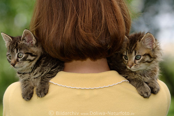 Zwei Katzenkinder auf Schultern Rcken schauende Ktzchen ssse Schnauzen