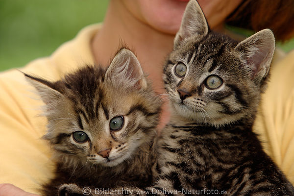 Katzenkinder Paar ssse Schnauzen in Armen kuscheln groe Augen
