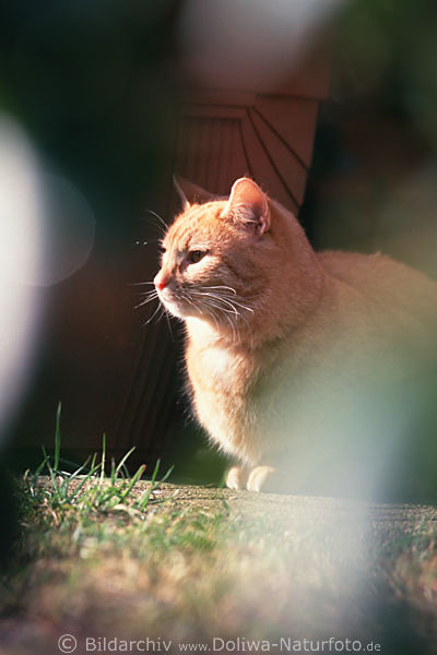 Katze Tierkopf Schnurrhaare in Lichtkegel