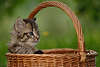 57766_ Kätzchen Blick im Korb sitzend, Katzenkind Foto im Flechtkorb im grünem Garten, Katze zum Kuscheln