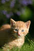 44752_ Kätzchen krabbelt im Gras in Tierfoto, Katze baby Krabbeltier in Katzenfoto