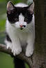43856_ Miezekatze auf Ast im Garten, Kätzchen am Baum, Katzenbaby in Tierportrait & Tierfoto