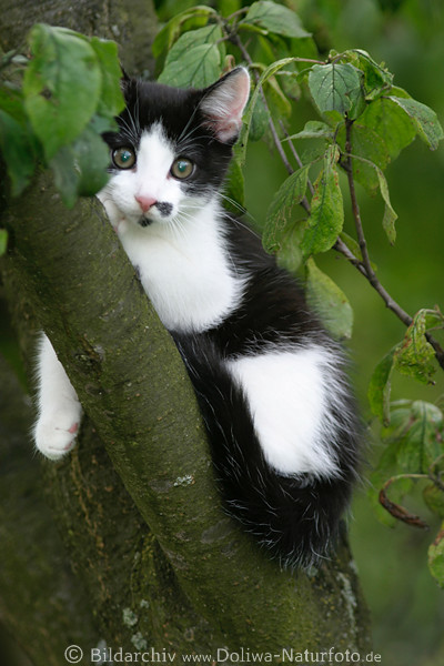 Kätzchen am Baum sitzende Katzenbaby niedliche Miezekatze