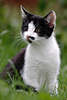 43852_ Ktzchen Tierkind Foto, Miezekatze auf Wiese in Gras im Katzenportrait