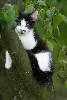 43864_ Ktzchen am Baum sitzend, Katzenbaby Tierportrait, niedliche Miezekatze schwarz-weiss in Tierfoto