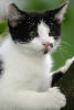 43872_ Ktzchen ssses Tierkind Portraet, schwarzweiss Jungtier Miezekatze auf Ast