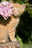 Katzenkind Ktzchen portrait auf Baumklotz unter Blumen im Garten Foto