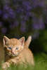 44749_ Young cute blue-eyes pussycat photo, cuddles animal picture, Ktzchen, Katzenbaby krabbelt im Gras & Tierportrait