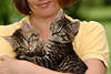 57724_ Anschmiegsames Katzenbabies Paar, ssse kleine Ktzchen Kuscheltiere in Armen sitzend kuschelnd