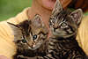 57727_ Katzenkinder Paar ssse Schnauzen mit groen Augen in Armen der Frau halten und kuscheln