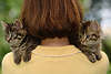 57733_ Zwei Katzenkinder auf Mdchen Schultern im Rcken nach hinten schauen, Ktzchen ssse Schnauzen