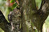 57739_ Katzenkind auf Baum geklettert in Tierfoto, Ktzchen Foto, Katzenjungtier Tierbild