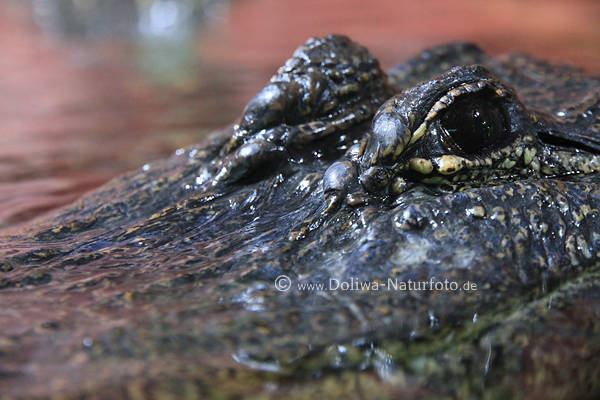 Alligatorkopf Augenpaar im Panzer des Krokodils Grossechse