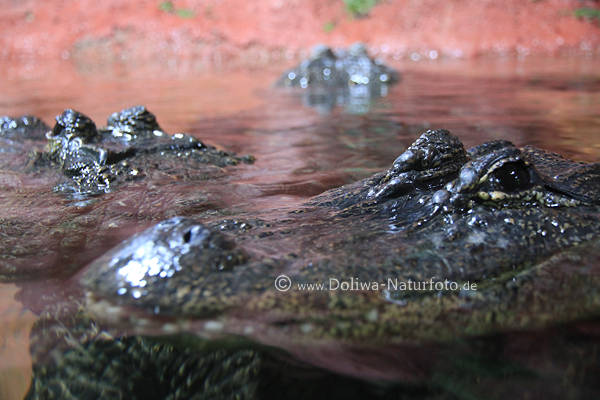 Panzerechsen in Wasser Krokodil-Art Mississippi-Alligator