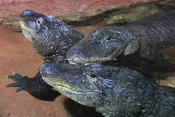 Mississippi-Alligatoren Dreier im Teichwasser