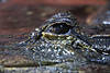 Alligator Auge-Bild Blick über Wasser Panzerechse Nahfoto  Krokodil Raubtier Fotografie