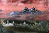 Alligator Maul-Zähne unter Wasser Panzerechse Krokodil