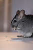 Chinchilla mit Erdnssen im Zimmer