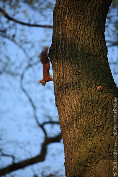 Eichhrnchen Sciurus vulgaris am Baum Kopf stehend nach unten
