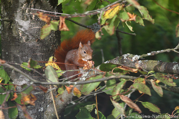 Eichhrnchen mit Nuss am Baum