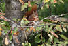 Eichhörnchen frisst Nussfrucht aus Schale in Pfoten halten am Ast Baumstamm Foto in Blättern